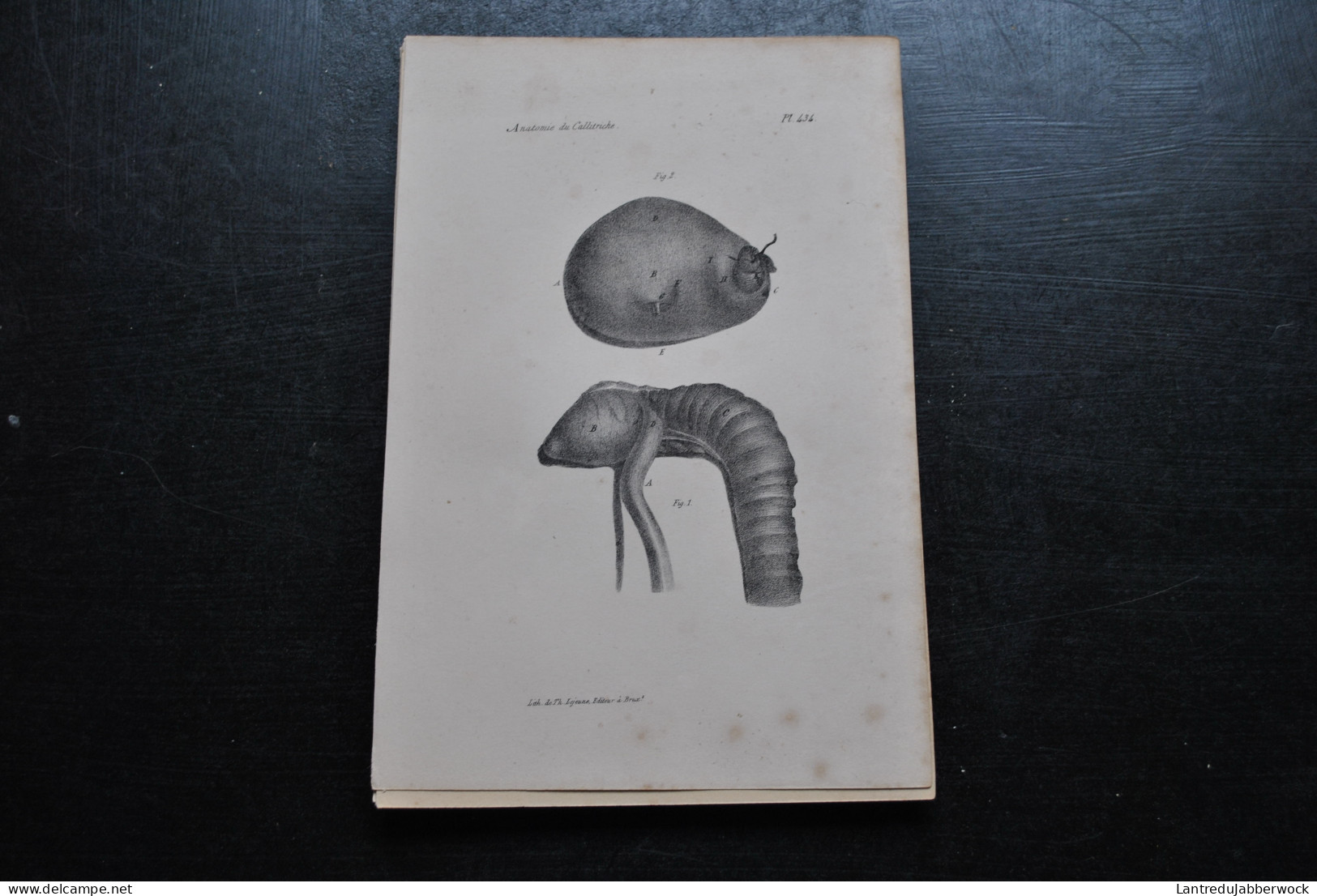 Gravure N&B (23 X 16) Buffon Anatomie Du Callitriche Viscères Intestin Estomac Cabinet De Curiosités Lejeune Bxl 1833 - Estampes & Gravures