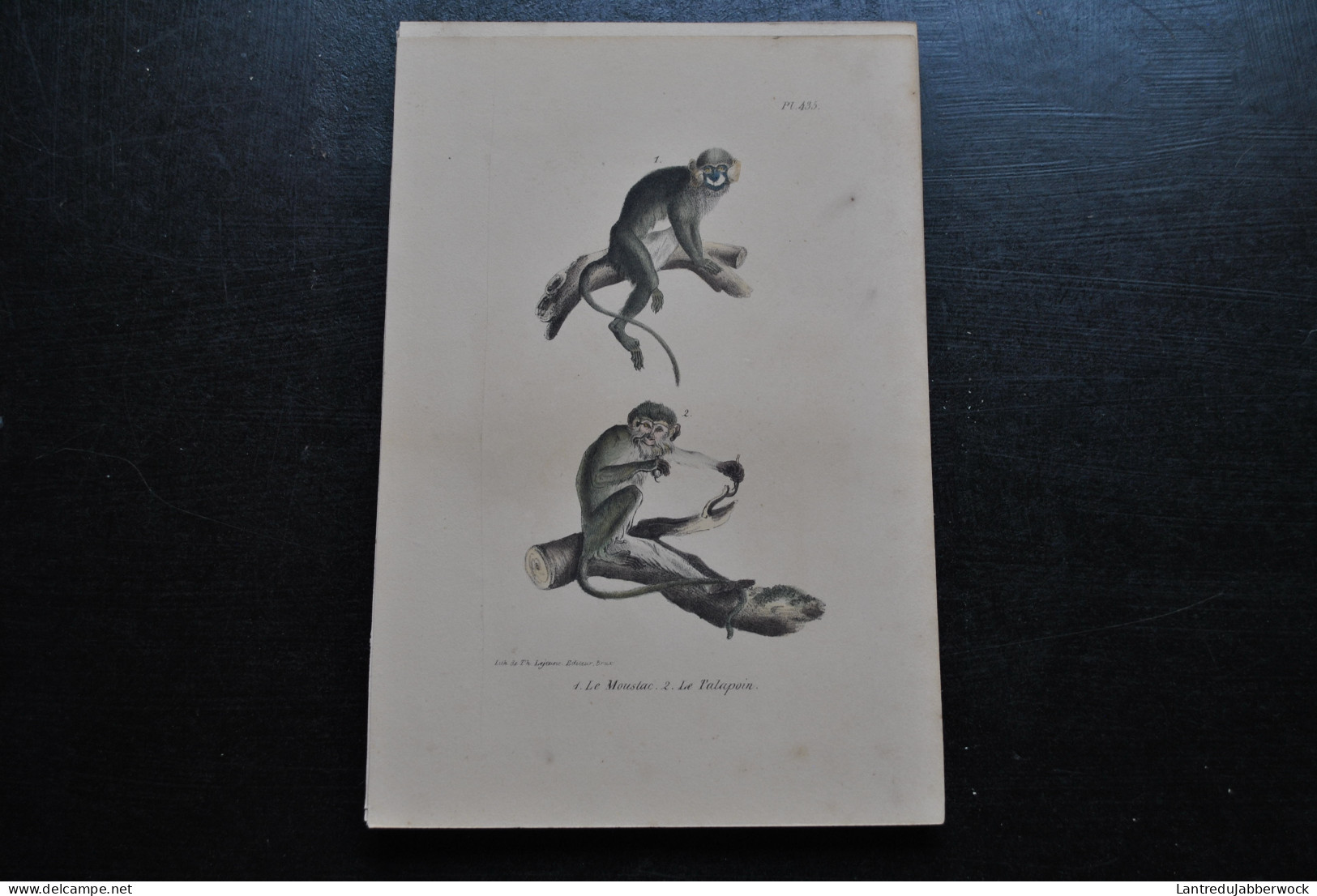 Gravure Couleurs (23 X 16) Buffon Le Moustac Le Talapoin Primate Singe Cabinet De Curiosités Lejeune Bruxelles 1833 - Prints & Engravings