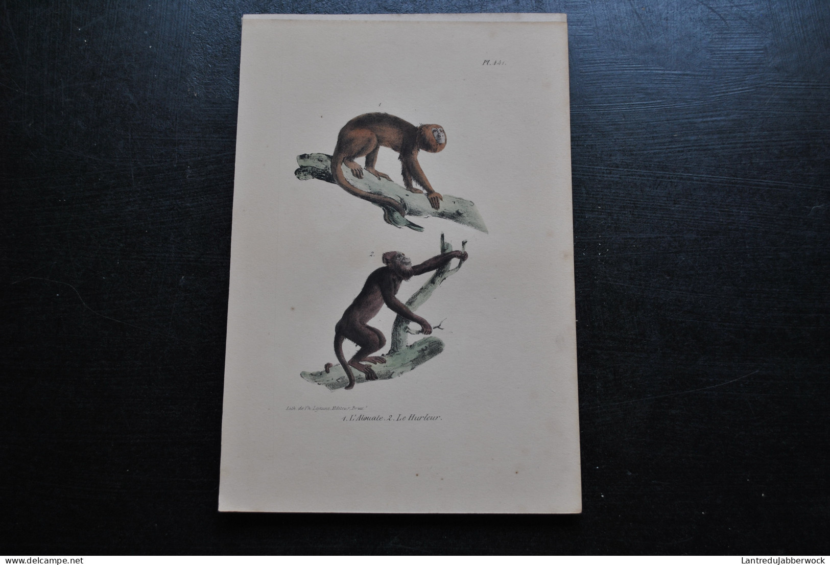 Gravure Couleurs (23 X 16) Buffon L'alouate Le Hurleur Primate Singe Cabinet De Curiosités Lejeune Bruxelles 1833 - Estampes & Gravures