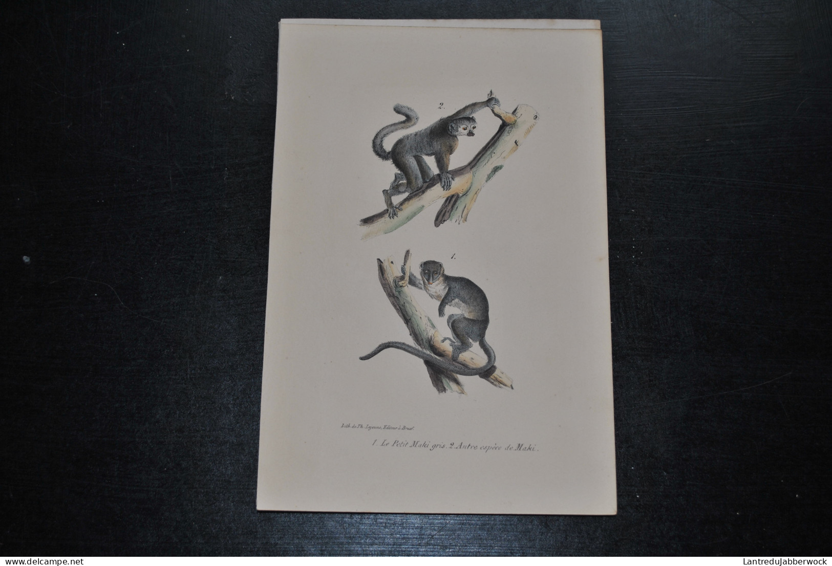 Gravure Couleurs (23 X 16) Buffon Le Petit Maki Gris Primate Singe Cabinet De Curiosités Lejeune Bruxelles 1833 - Estampes & Gravures