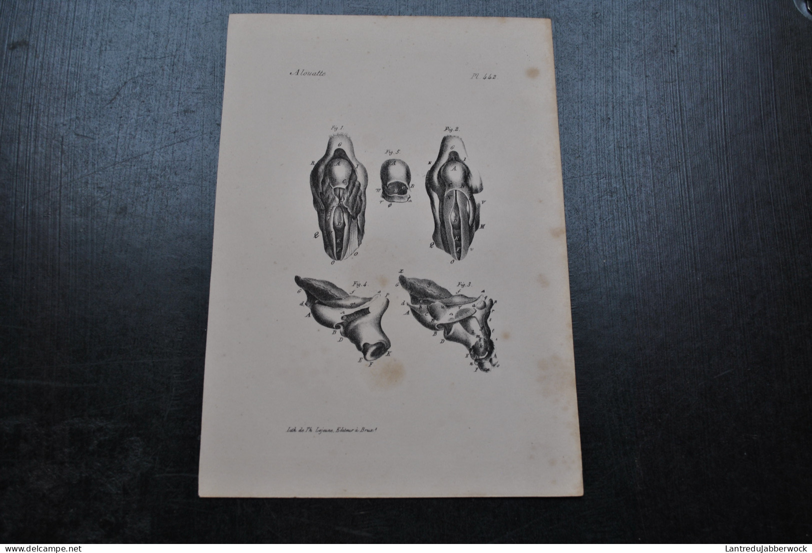 Gravure N&B (23 X 16) Buffon Alouatte Larynx Gorge Anatomie Primate Singe Cabinet De Curiosités Lejeune Bruxelles 1833 - Stiche & Gravuren