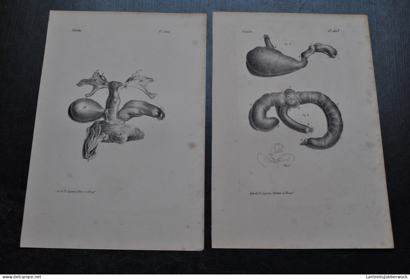 2 Gravures N&B (23 X 16 Cm) Buffon Coaita Anatomie Viscères Primate Singe Cabinet De Curiosités Lejeune Bruxelles 1833 - Stiche & Gravuren