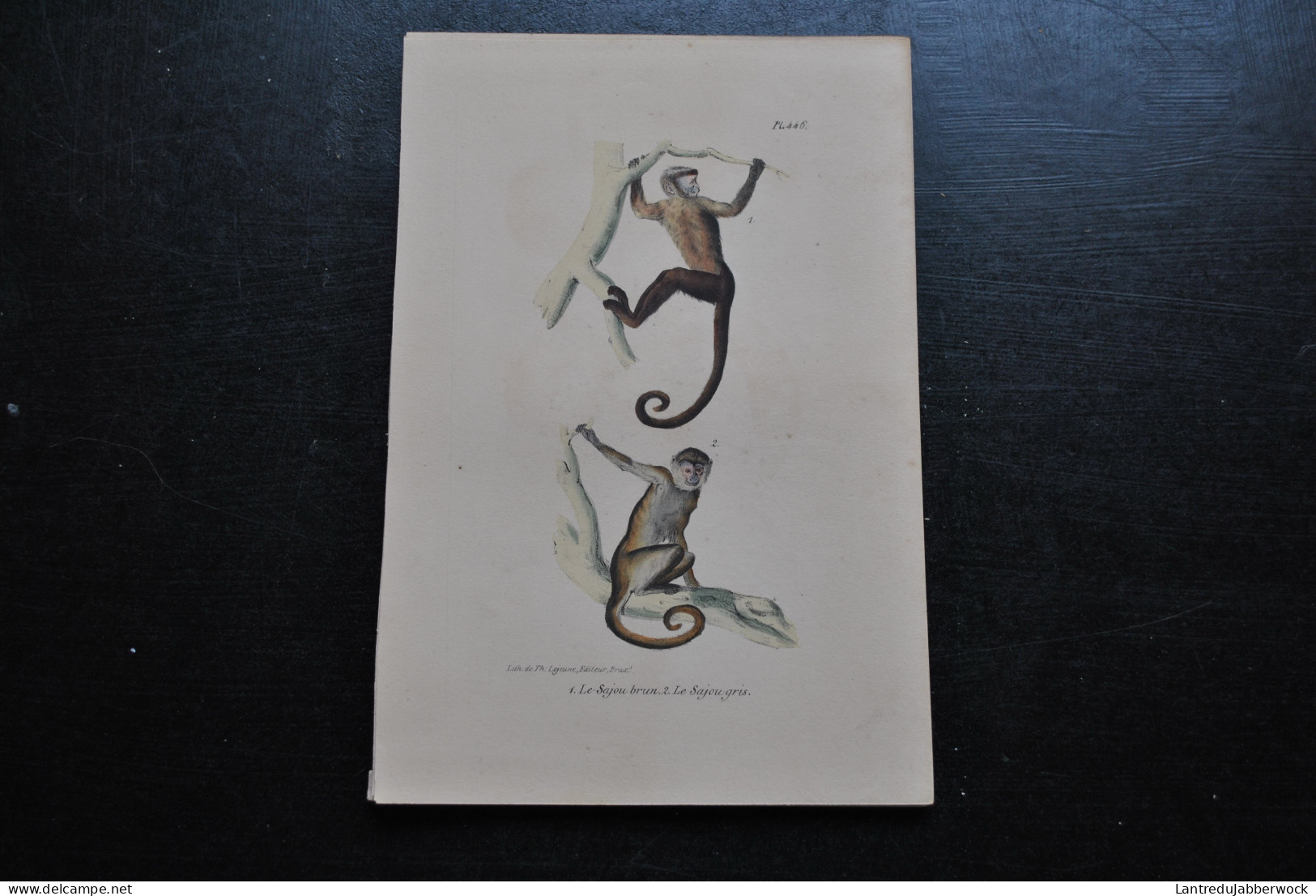 Gravure Couleurs (23 X 16 Cm) Buffon Sajou Brun Et Gris Primate Singe Cabinet De Curiosités Lejeune Bruxelles 1833 - Prenten & Gravure