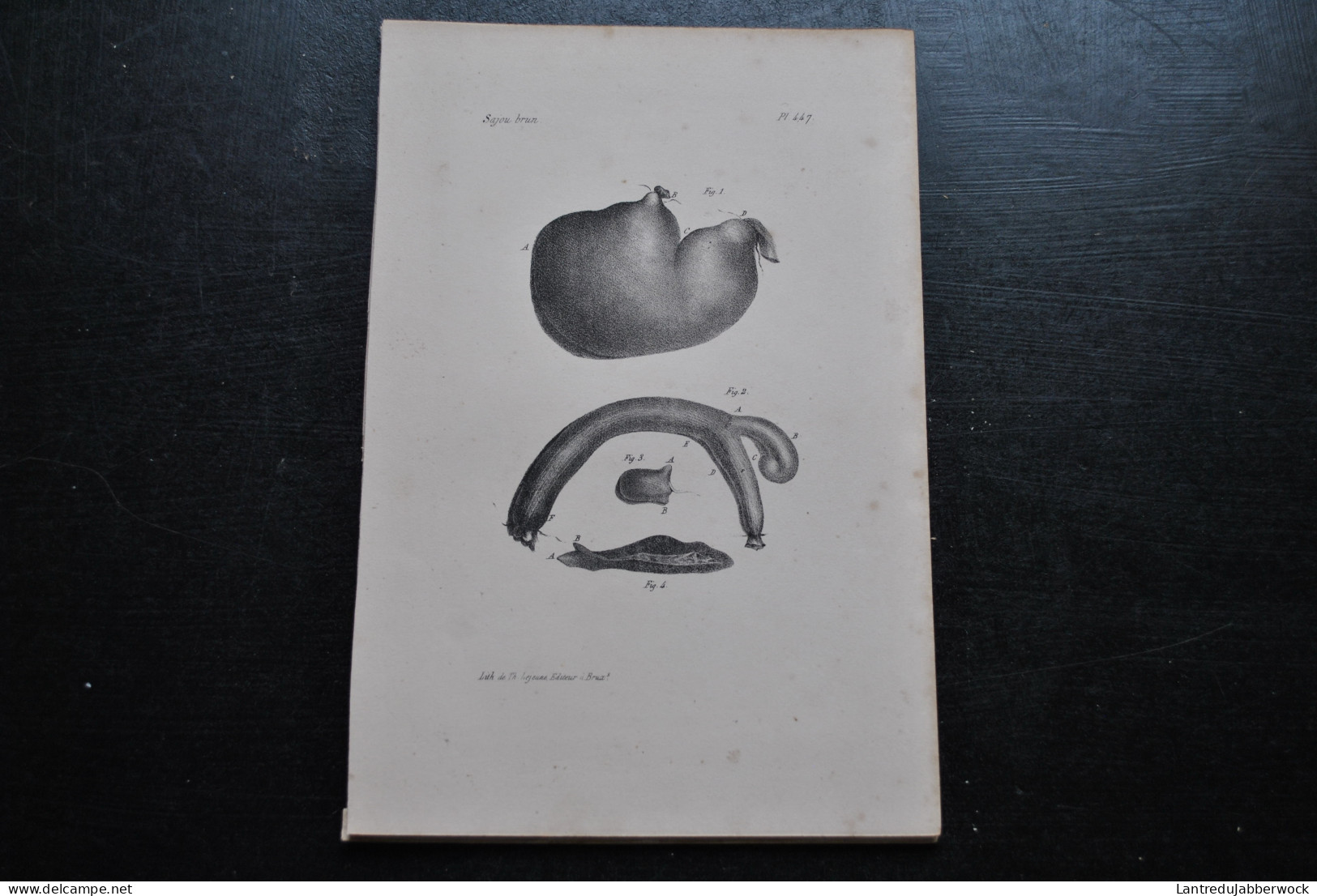 Gravure N&B (23 X 16) Buffon Sajou Brun Viscères Anatomie Primate Singe Cabinet De Curiosités Lejeune Bruxelles 1833 - Stampe & Incisioni