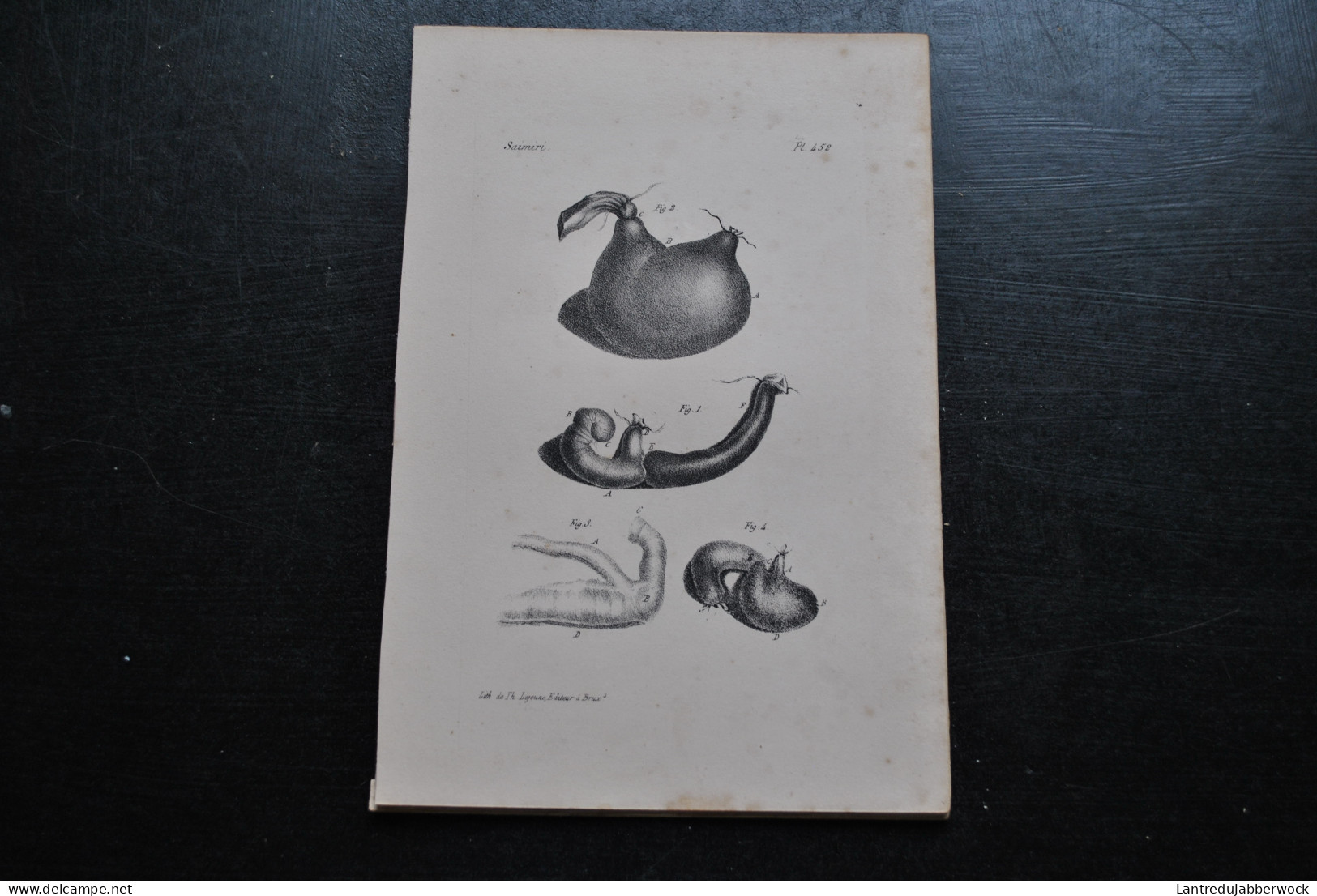 Gravure N&B (23 X 16) Buffon Le Saïmiri Viscères Anatomie Primate Singe Cabinet De Curiosités Lejeune Bruxelles 1833 - Estampes & Gravures