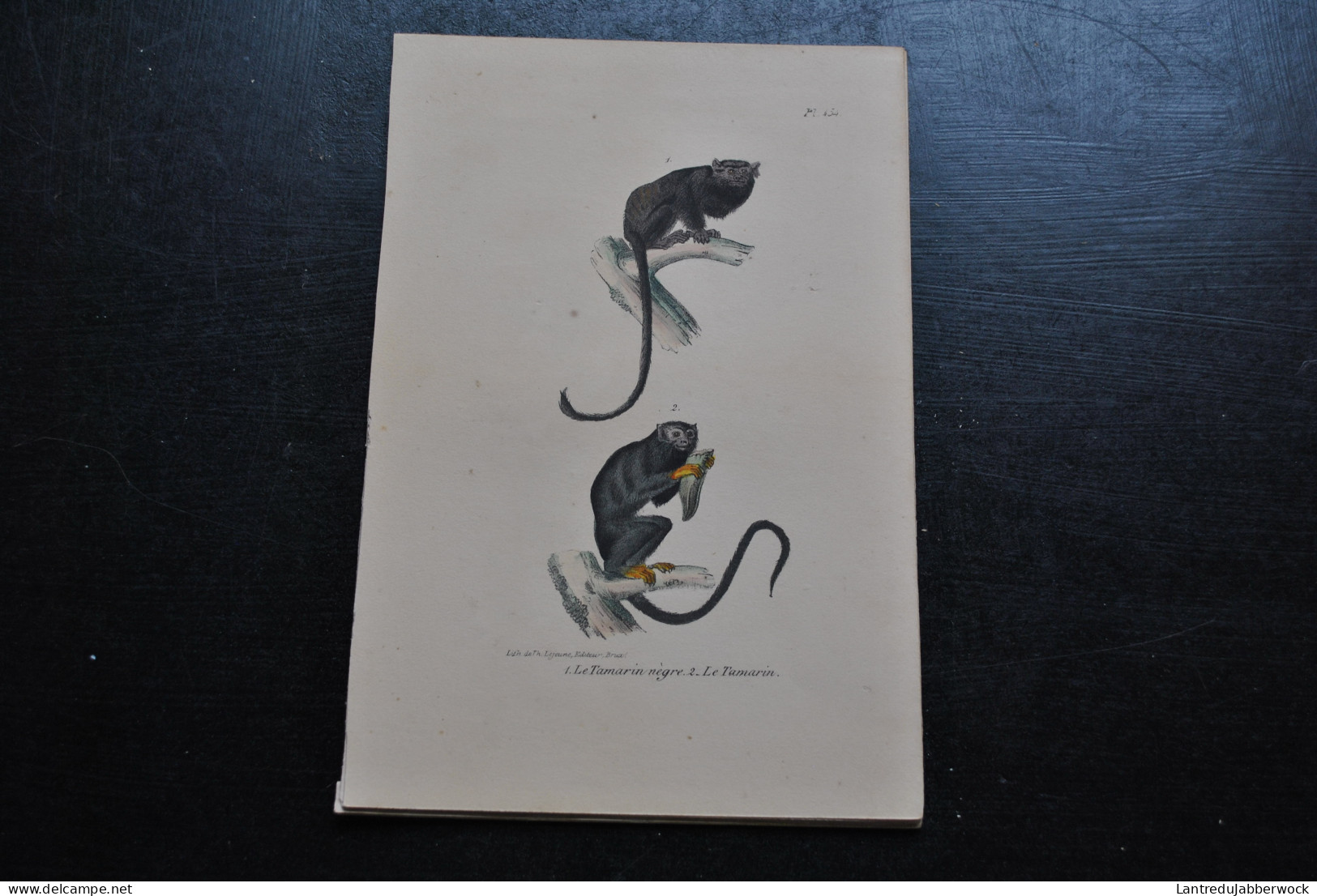 Gravure Couleurs (23 X 16 Cm) Buffon Tamarin Nègre Singe Primate Cabinet De Curiosités Lejeune Bruxelles 1833 - Estampas & Grabados