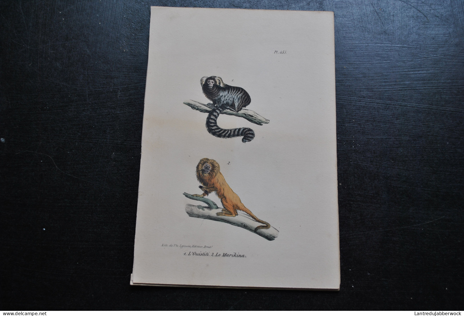 Gravure Couleurs (23 X 16 Cm) Buffon L'ouistiti Le Marikina Singe Primate Cabinet De Curiosités Lejeune Bruxelles 1833 - Prenten & Gravure