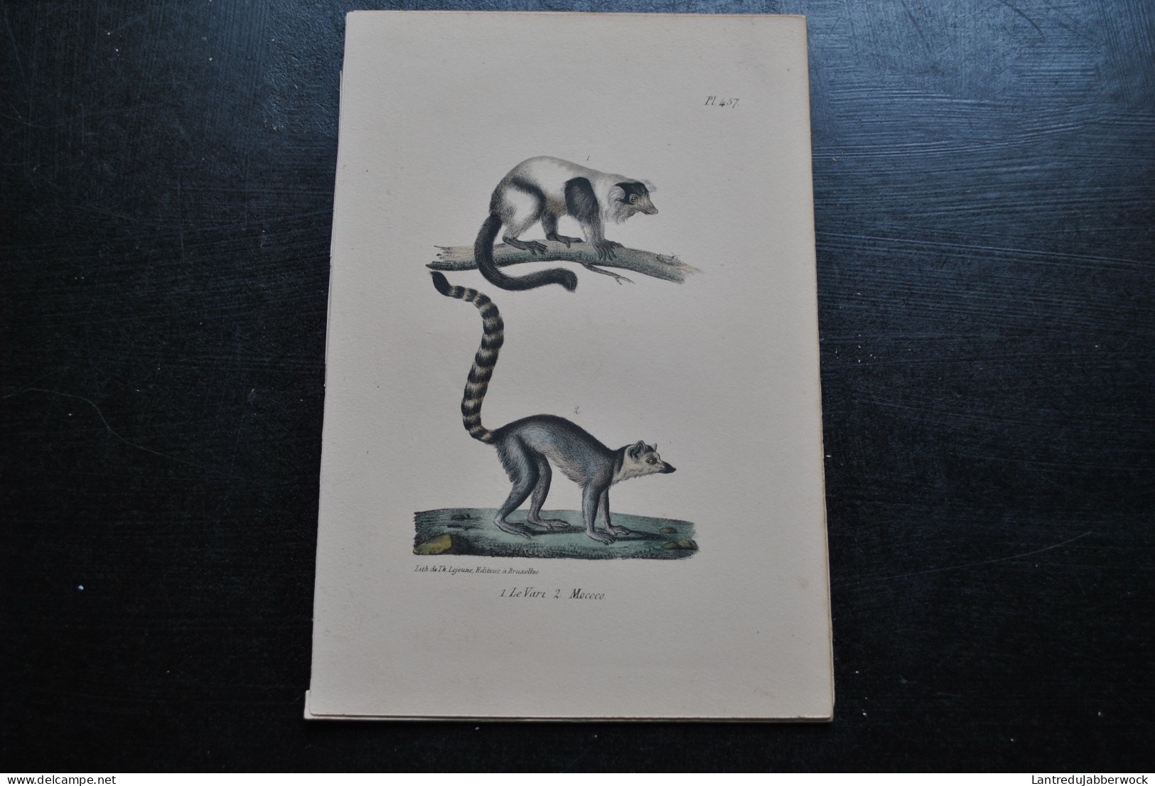 Gravure Couleurs (23 X 16 Cm) Buffon Le Vari Mococo Lémurien Primate Cabinet De Curiosités Lejeune Bruxelles 1833 - Estampes & Gravures