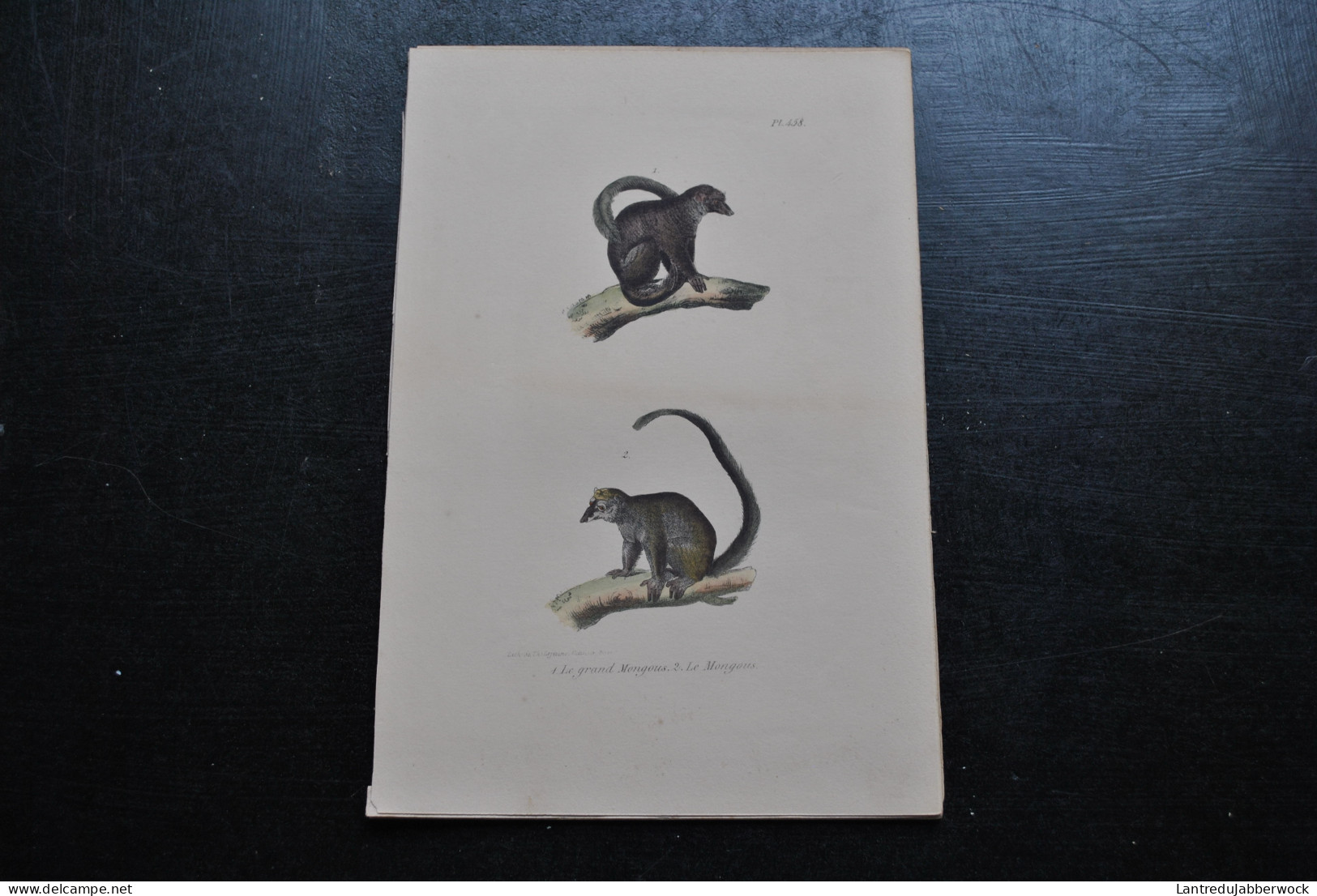 Gravure Couleurs (23 X 16 Cm) Buffon Le Grand Mongous Lémurien Primate Cabinet De Curiosités Lejeune Bruxelles 1833 - Estampas & Grabados