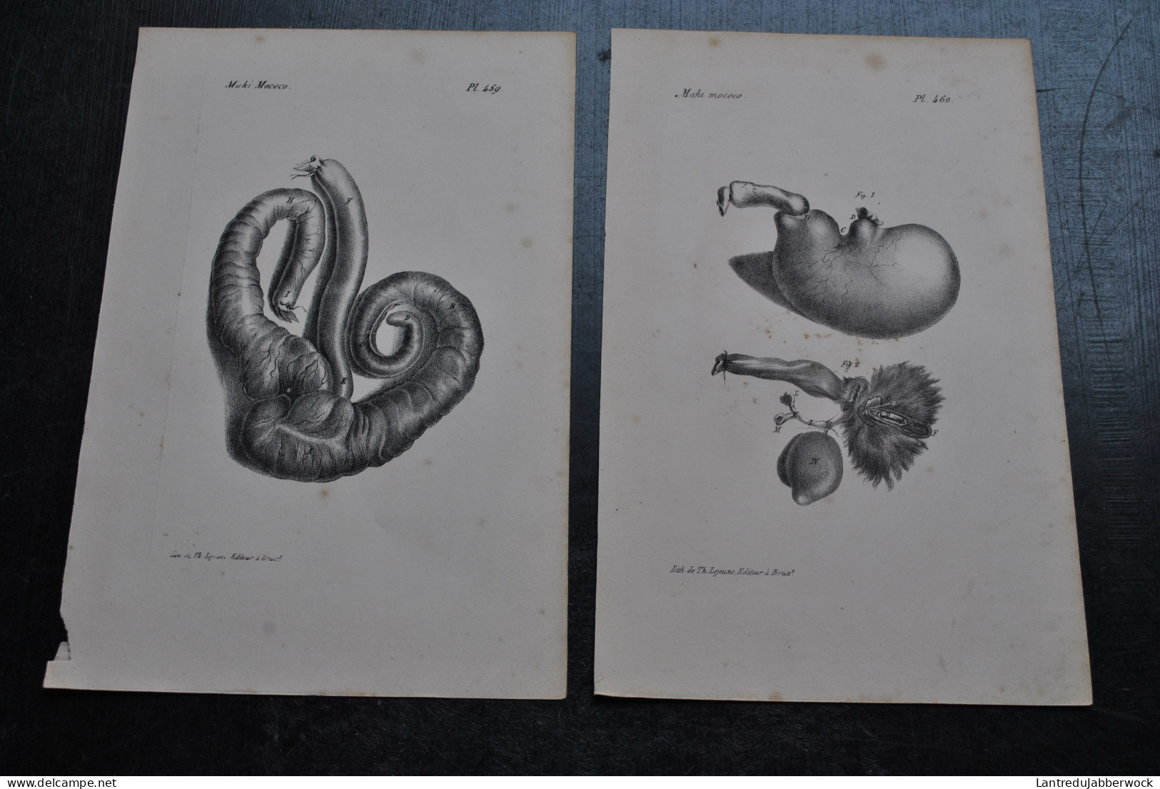 2 Gravures N&B (23 X 16 Cm) Buffon Maki Mococo Lémurien Anatomie Viscères Primate Cabinet De Curiosités Lejeune Bxl 1833 - Prenten & Gravure