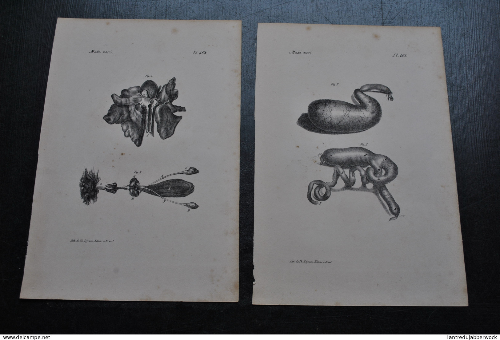 2 Gravures N&B (23 X 16 Cm) Buffon Maki Vari Lémurien Anatomie Viscères Primate Cabinet De Curiosités Lejeune Bxl 1833 - Prints & Engravings