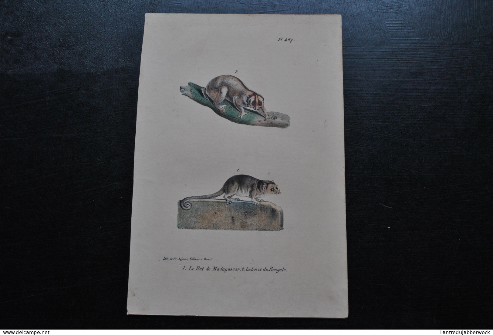 Gravure Couleurs (23 X 16) Buffon Rat De Madagascar Le Loris Du Bengale Lémurien Cabinet De Curiosités Lejeune Bxl 1833 - Estampes & Gravures