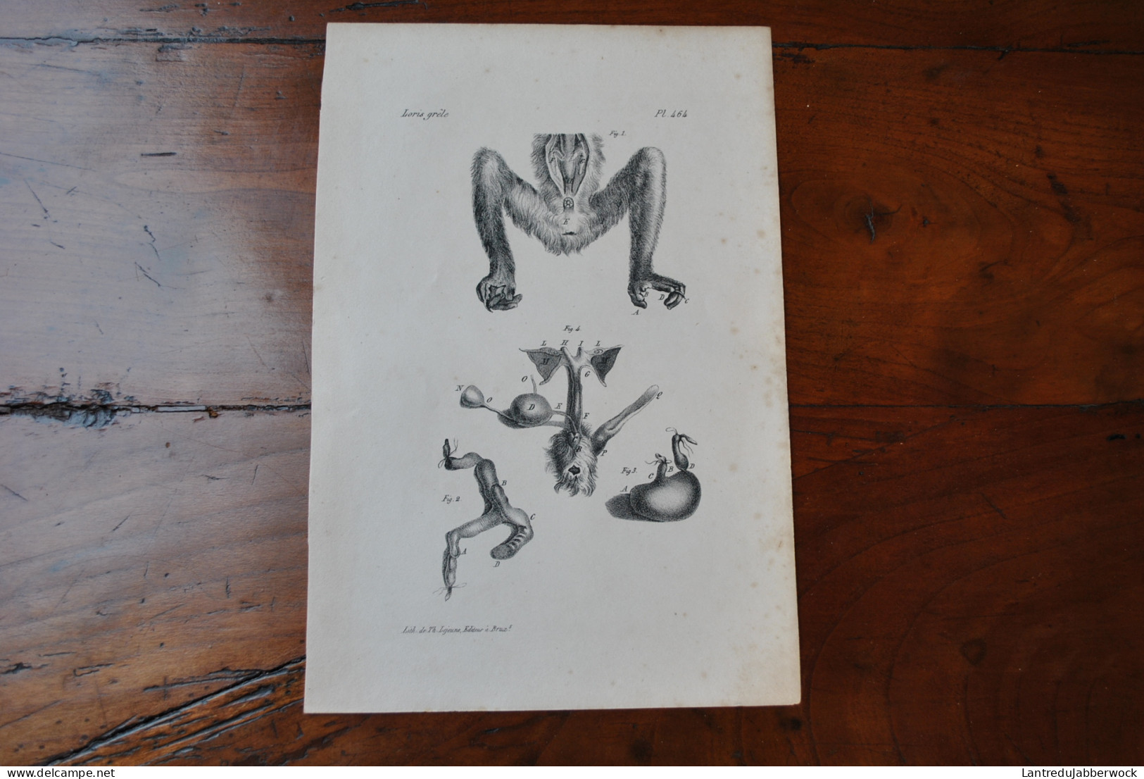 Gravure N&B (23 X 16) Buffon Loris Grêle Anatomie Viscères Sexe Estomac Lémurien Cabinet De Curiosités Lejeune Bxl 1833 - Prenten & Gravure