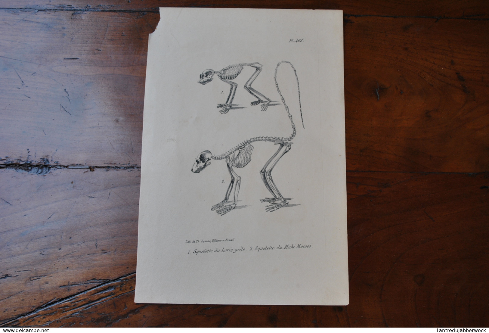 Gravure N&B (23 X 16) Buffon Squelette Du Loris Grêle Et Du Maki Mococo Lémurien Cabinet De Curiosités Lejeune Bxl 1833 - Estampes & Gravures