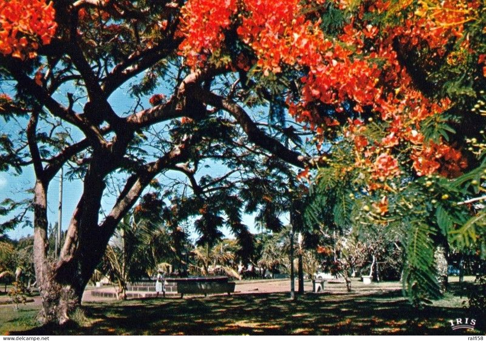 1 AK Réunion Island * Calme Et Fraicheur Sous Les Flamboyants - Peaceful And Cool Under The Flame Trees * - Reunion