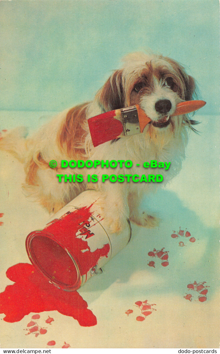 R527966 Dog. Oh What A Mess. Free Lance Photographers Guild. Dexter Press - World