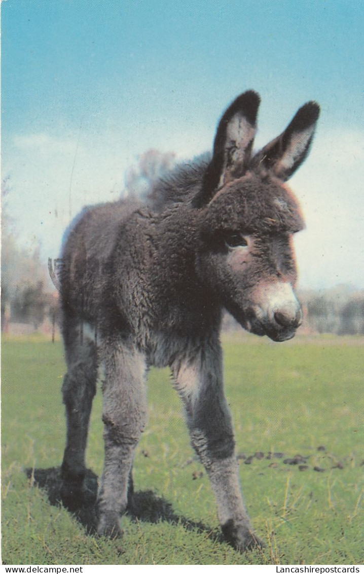 Postcard Donkey Foal Close Up My Ref B14929 - Ezels