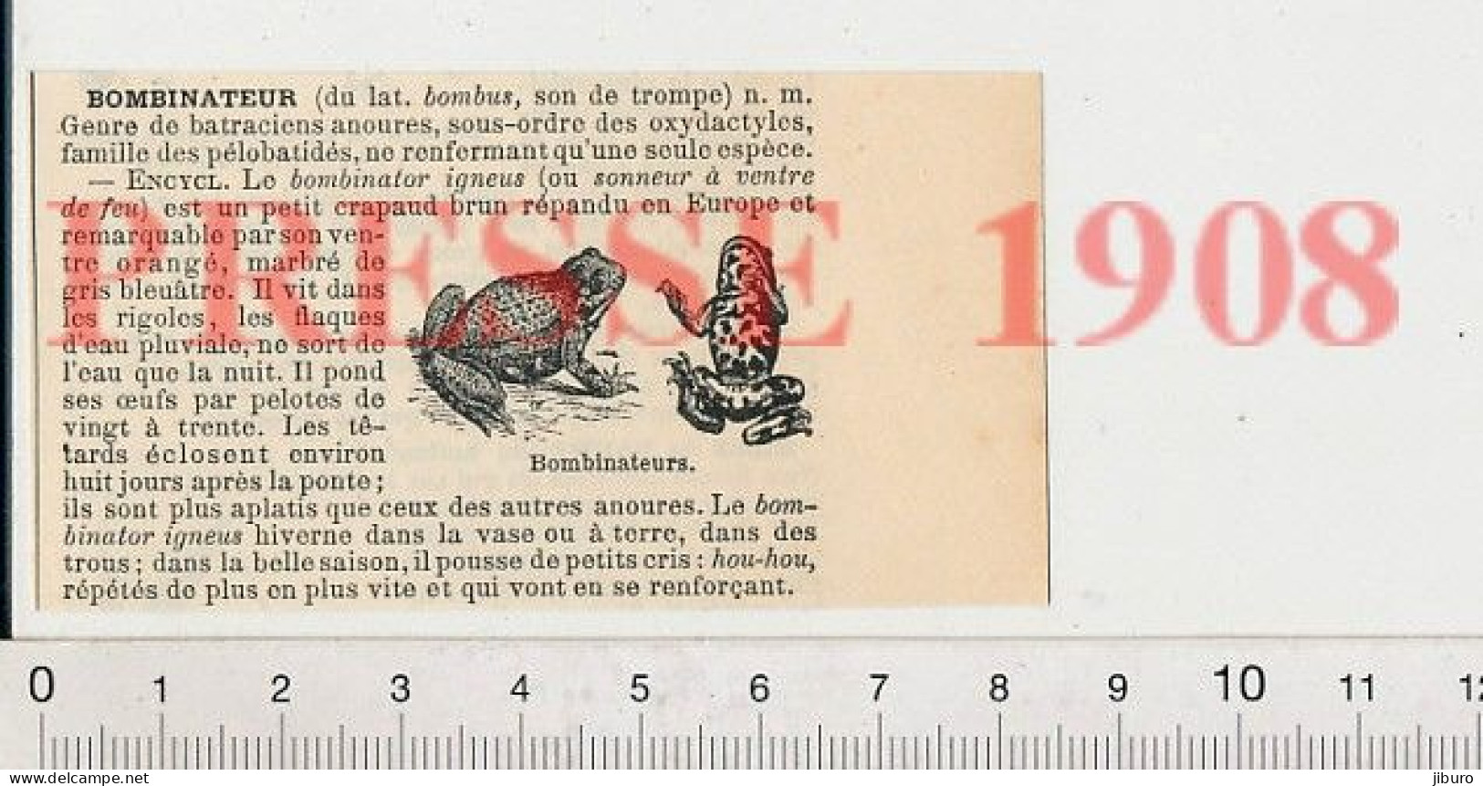 Doc 1908 Bonbinateur Batracien Bombinator Igneus Crapaud 222C1 - Non Classés