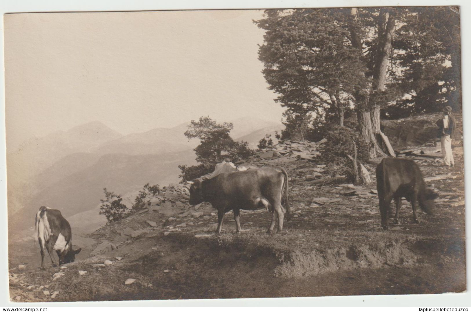 CPA PHOTO - 06 - CANNES Environs - Paysan Et Son Troupeau De Vaches Dans La Montagne Photo Richard - Cannes