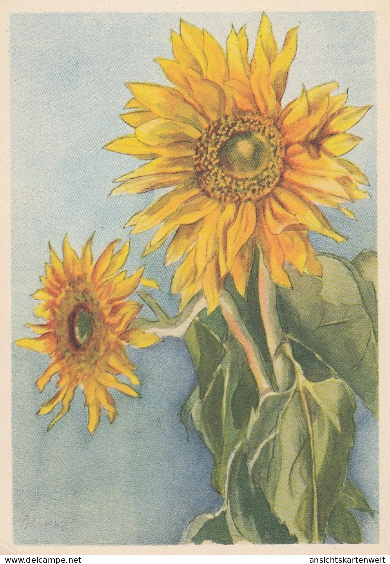 Sonnenblumen Ngl #D2554 - Andere & Zonder Classificatie