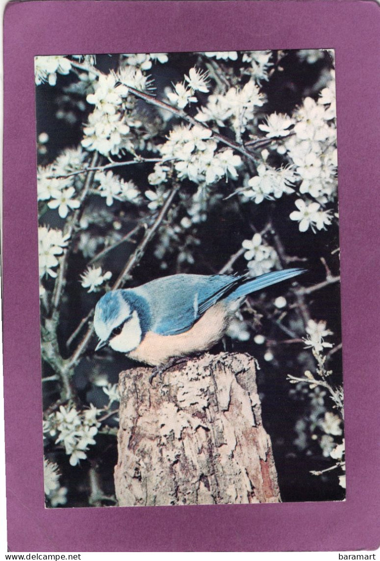 OISEAUX  Mésange Bleue  Photo Atlas Fatras   Édité Par Le Comité National De L'Enfance - Birds