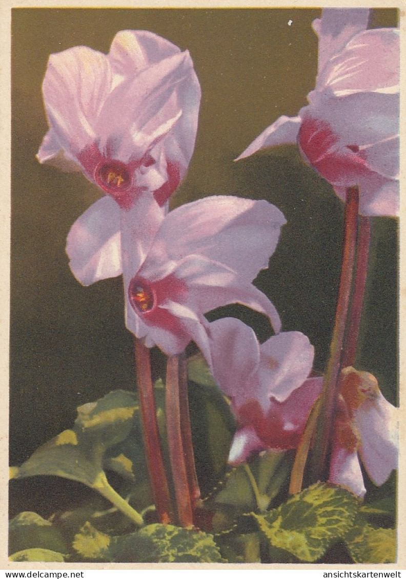 Cyclamen - Alpenveilchen Gl1938 #D2583 - Sonstige & Ohne Zuordnung