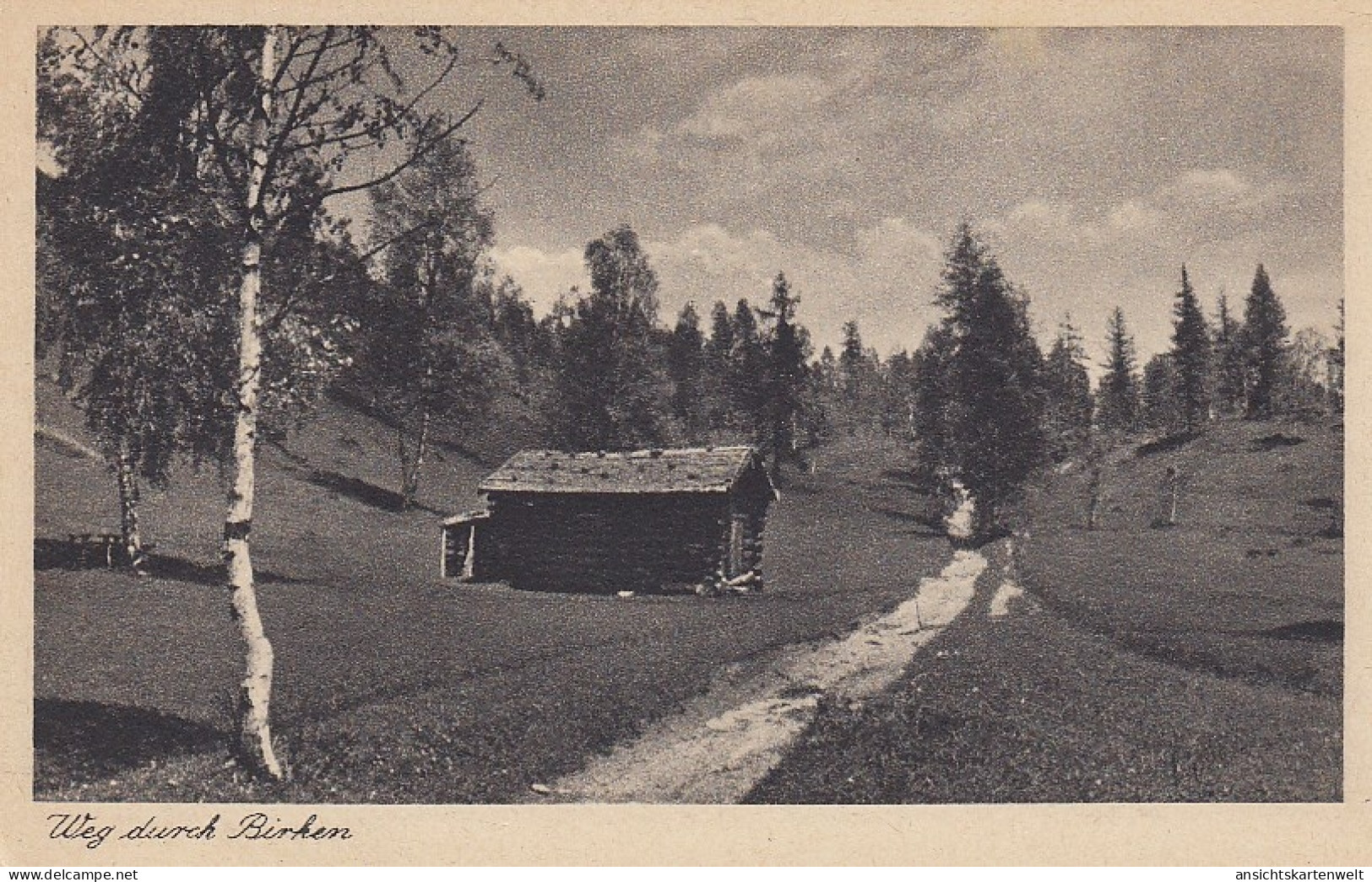 Wanderweg Mit Birke Ngl #D3640 - Otros & Sin Clasificación