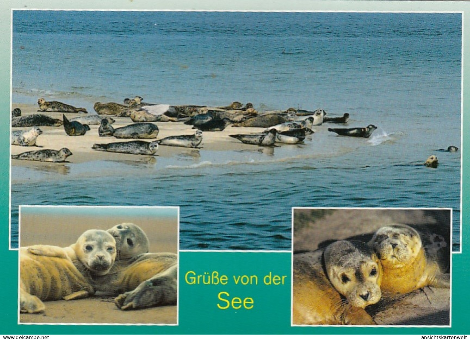 Tiere: Robben-Gruß Von Der See Ngl #G4803 - Autres & Non Classés