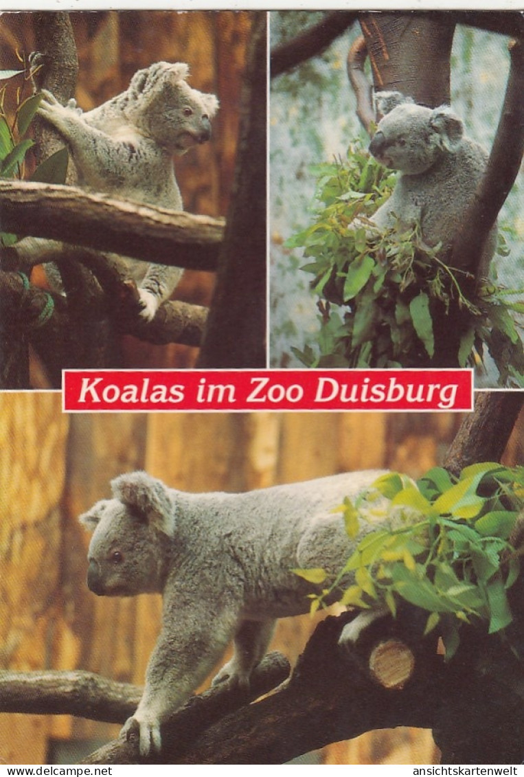 Tiere: Koalas Im Zoo Duisburg Ngl #G4841 - Autres & Non Classés