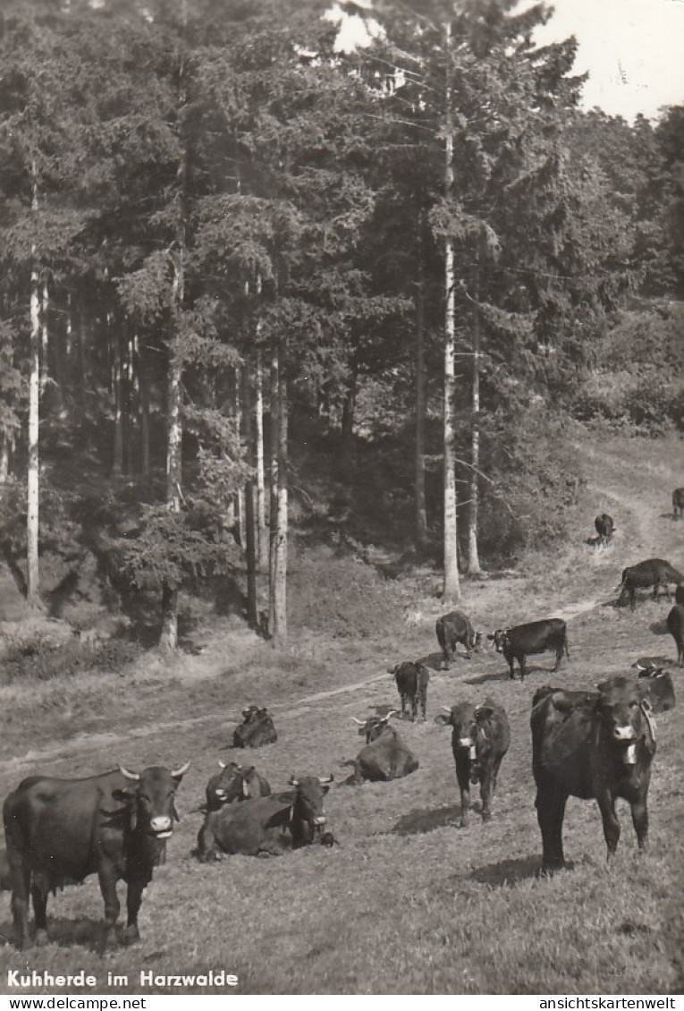 Kuhherde Im Harzwalde Gl1985 #D5028 - Autres & Non Classés