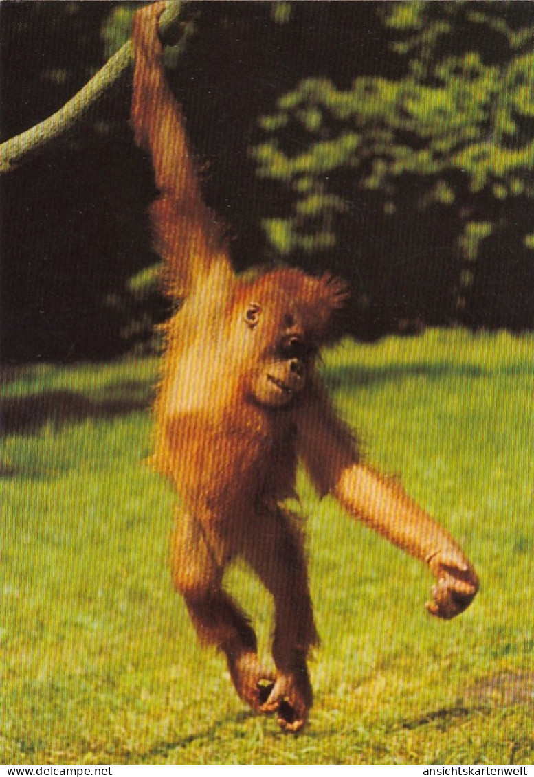 Tiere: Ein Orang-Utan Ngl #G4802 - Other & Unclassified