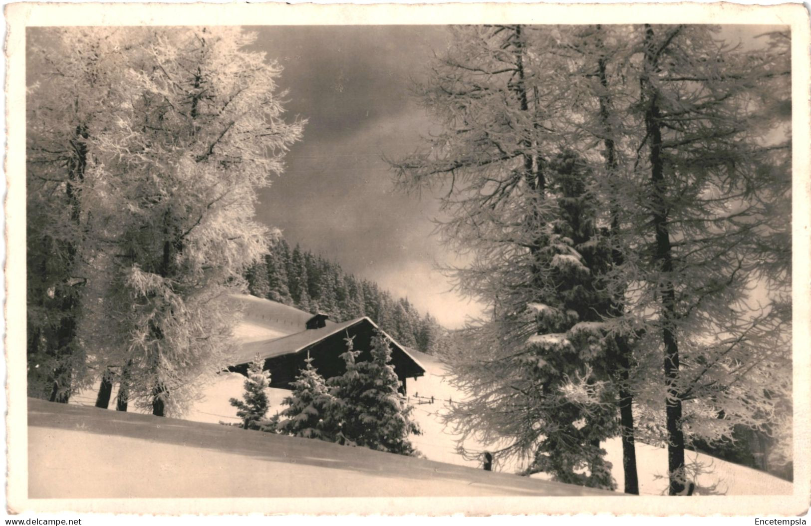 CPA Carte Postale Suisse Prafandaz Mélèzes Givrés 1932   VM80110 - Leysin