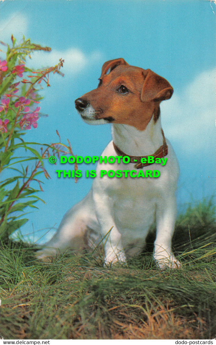 R528834 Jack Russell Terrier. J. Salmon. 1973 - World