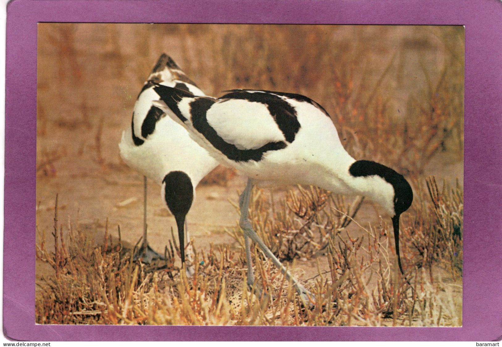 80 RUE  Parc Ornithologique Du Marquenterre Couple D'Avocettes - Andere & Zonder Classificatie