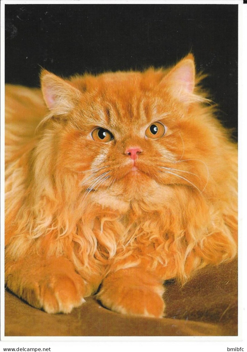 Chat Persan Roux - Katten