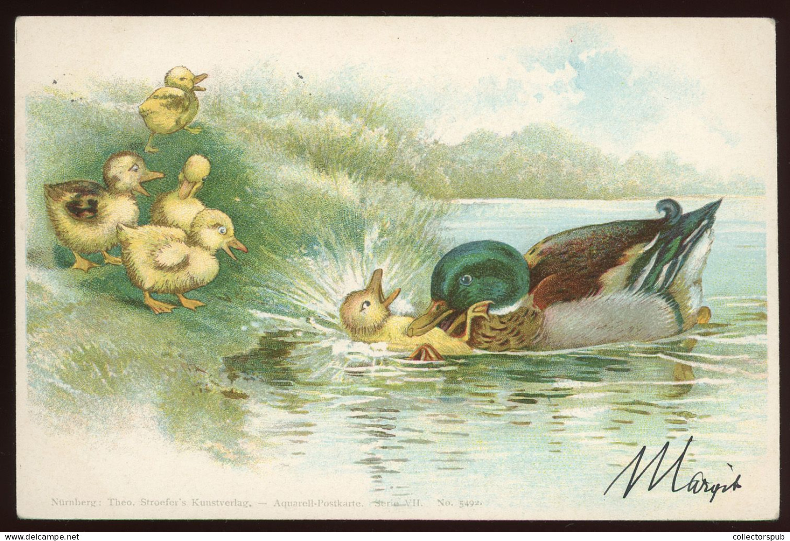BIRD Vintage Duck Postcard  1898. Litho - Birds