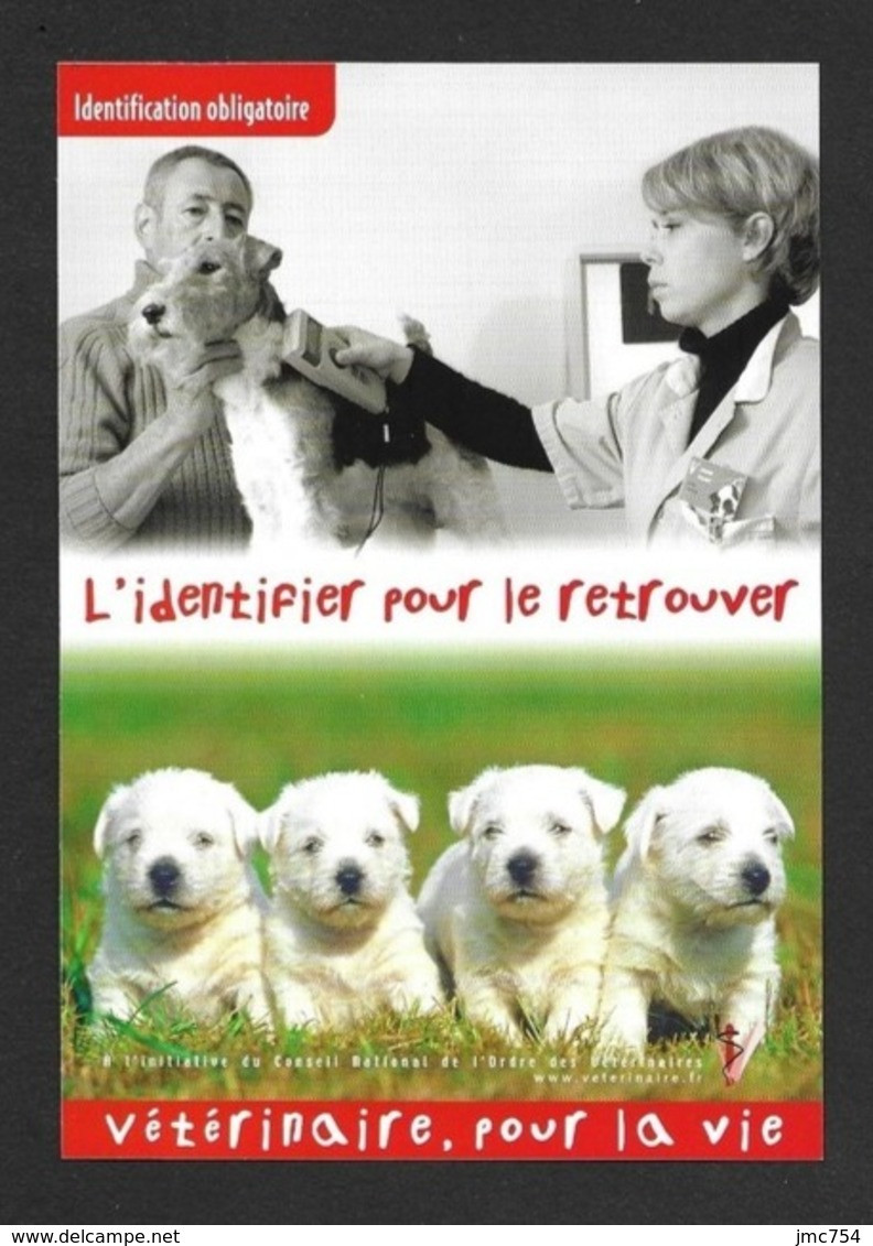 CPM.   Vétérinaire, Pour La Vie.   Chiens.   Animaux.   Métier.   Postcard. - Autres & Non Classés