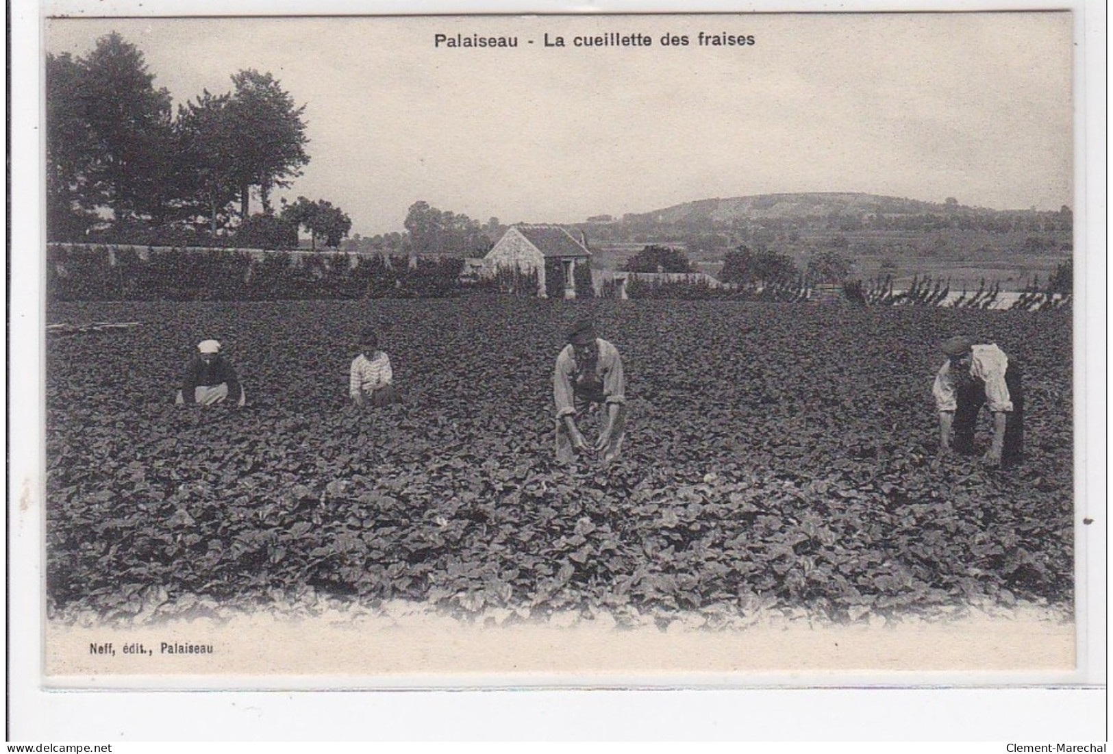 PALAISEAU : La Cueillette Des Fraises - Très Bon état - Palaiseau