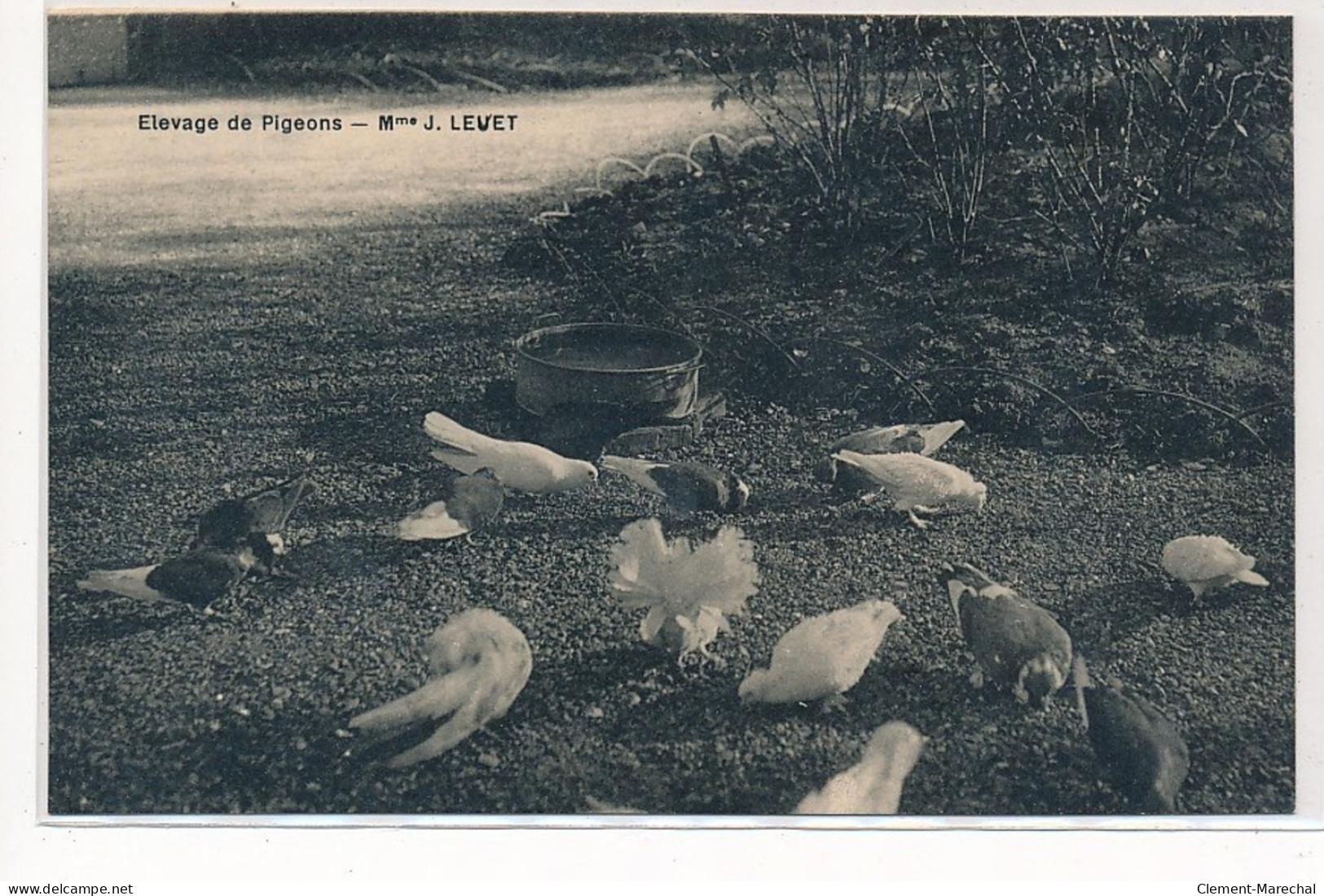 LA CHARITE SUR LOIRE : Elevage De Pigeons Mme J. Levet - Tres Bon Etat - La Charité Sur Loire