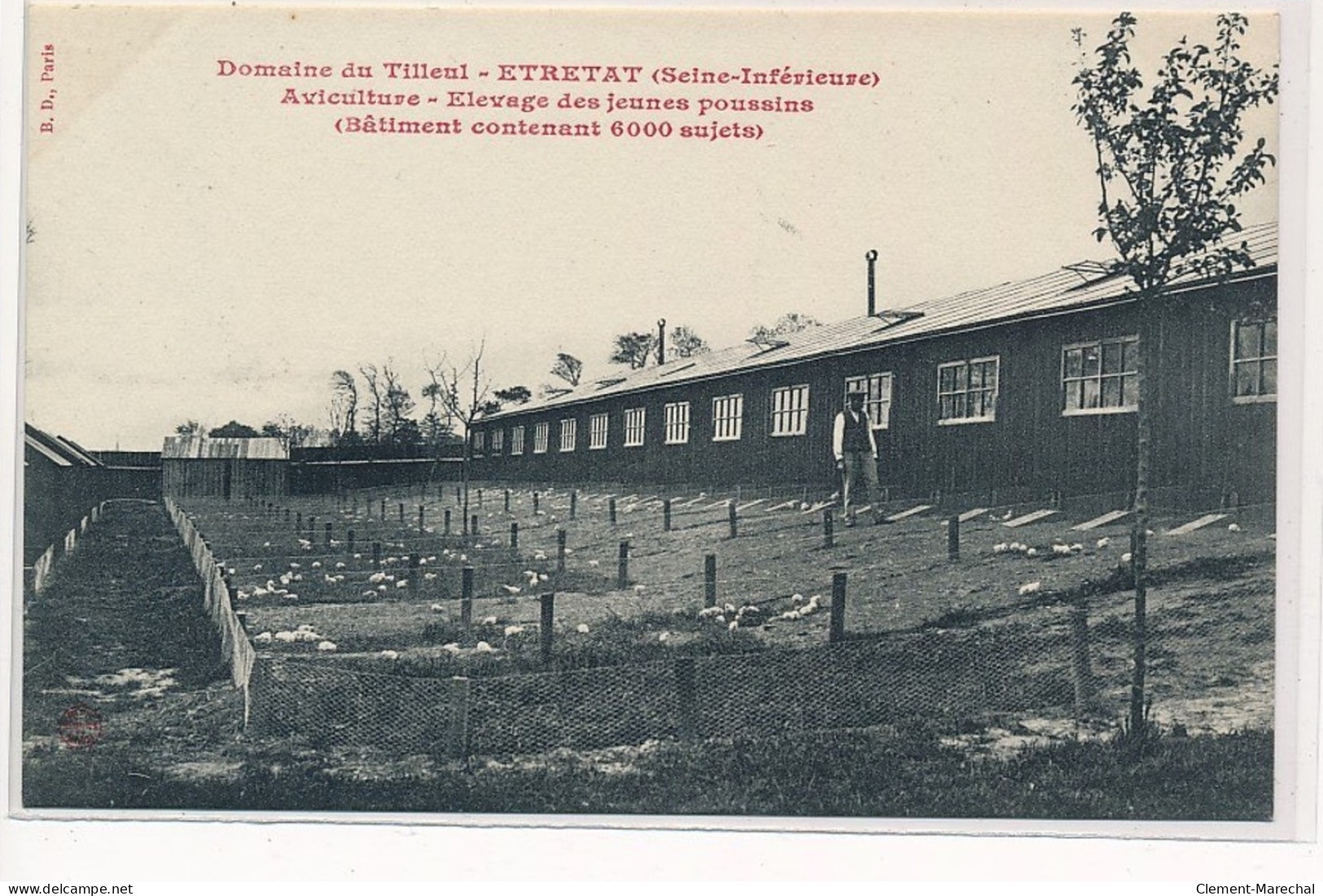 ETRETAT : Domaine Du Tilleul, Aviculture, Elevage Des Jeunes Poussins (batiment Contenant 6000 Sujets) - Très Bon état - Etretat