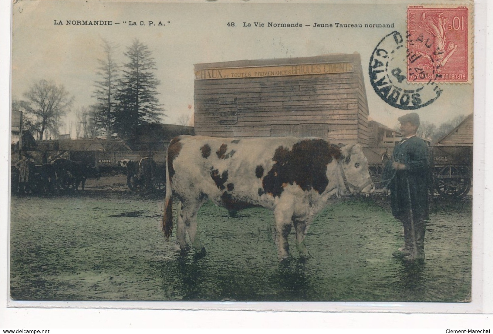 DEAUVILLE : La Vie Normande, Jeune Taureau Normand, Rare En Couleur - Tres Bon Etat - Deauville