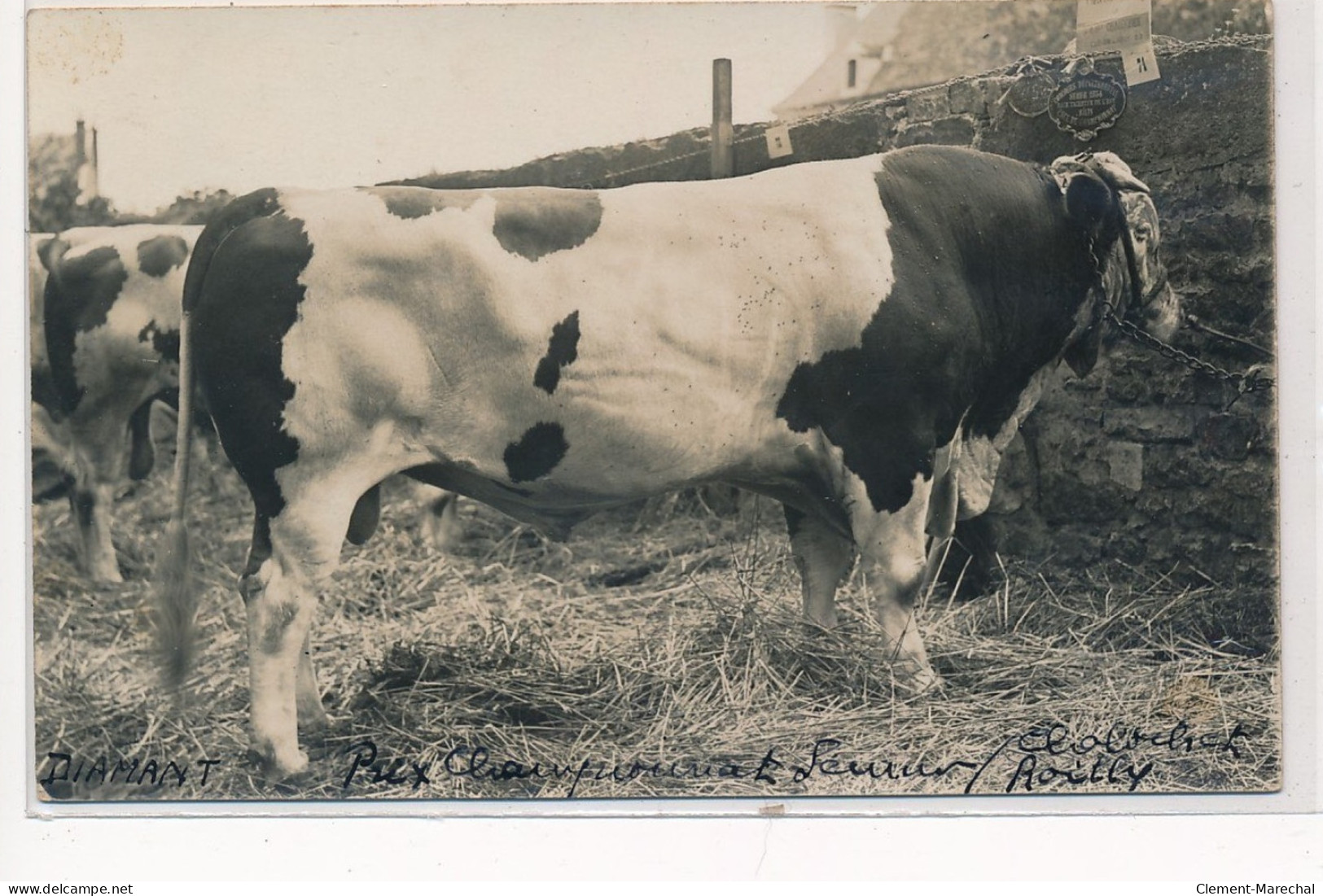 SEMUR EN AUXOIS : Photographe à Semur En Auxois, Photo Format CPA; Comice Agricole, Vache - Tres Bon Etat - Semur