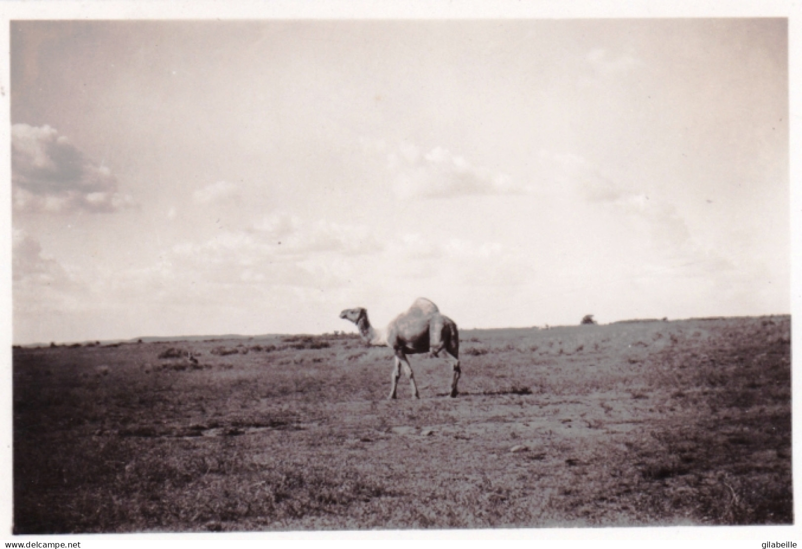 Original Picture - South Africa - Kruger National Park - Camel - Autres & Non Classés