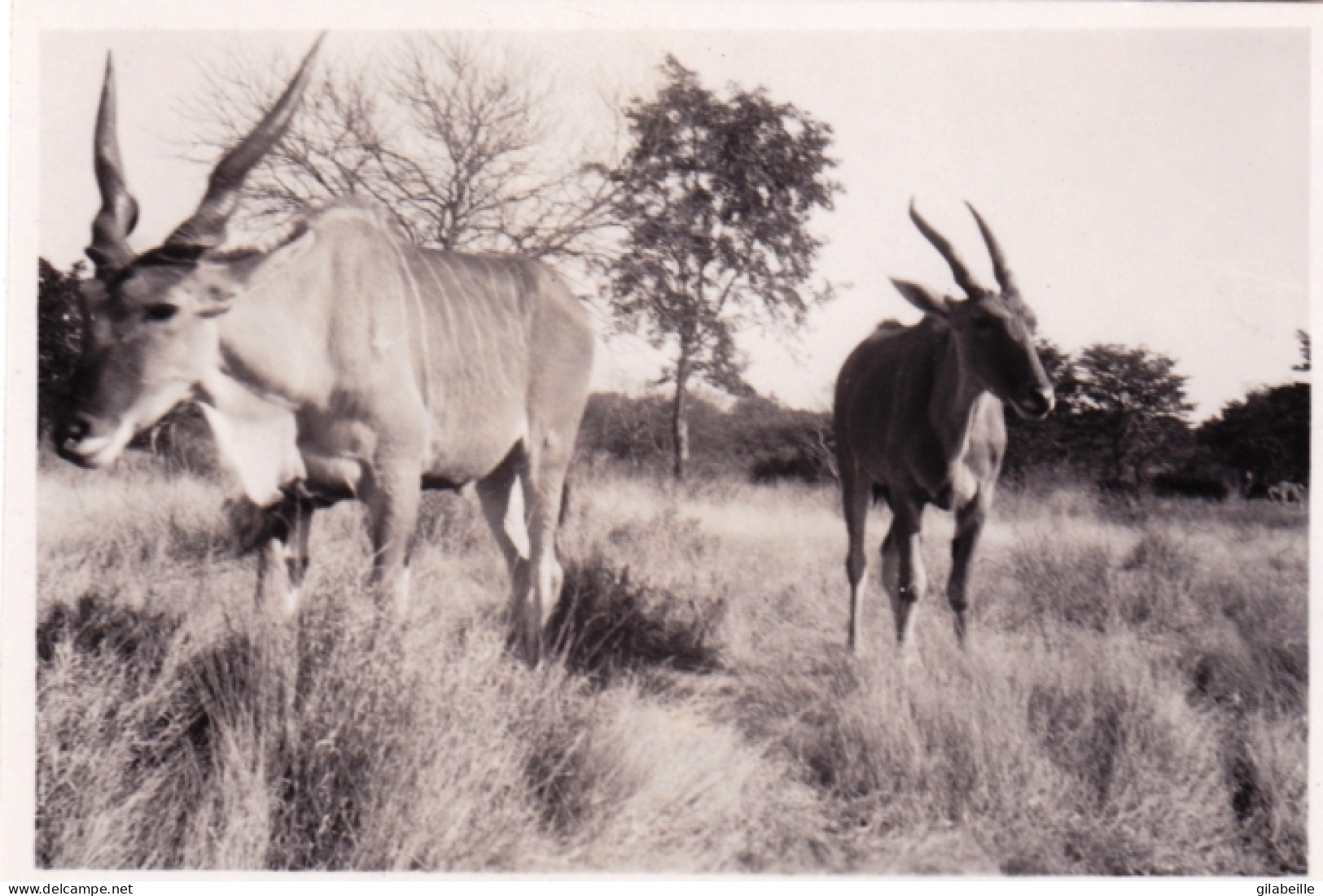 Original Picture - South Africa - Kruger National Park - Elands - Elans - Andere & Zonder Classificatie