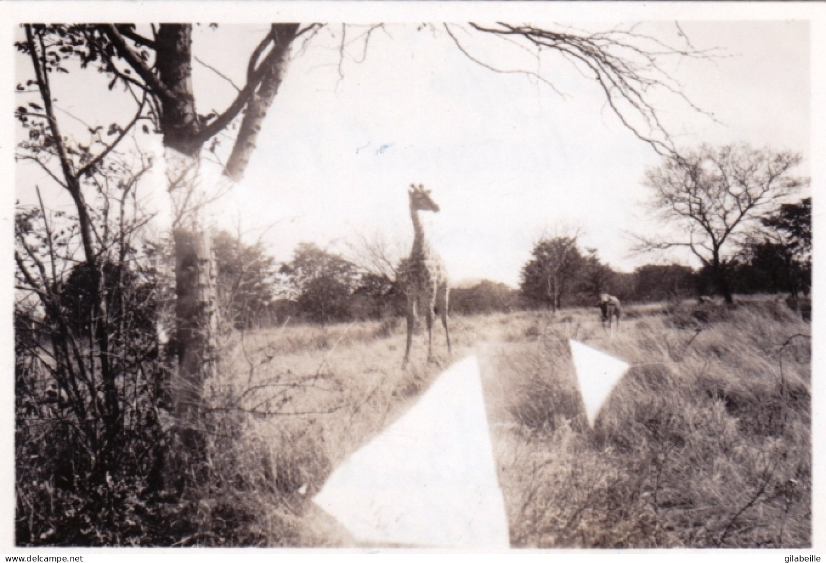 Original Picture - South Africa - Kruger National Park - Giraffes - Jirafas