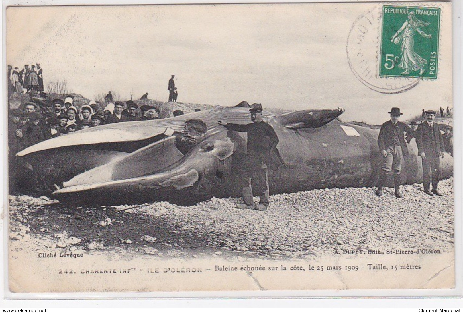 ILE D'OLERON : Baleine échouée Sur La Cote En 1909 - état - Ile D'Oléron
