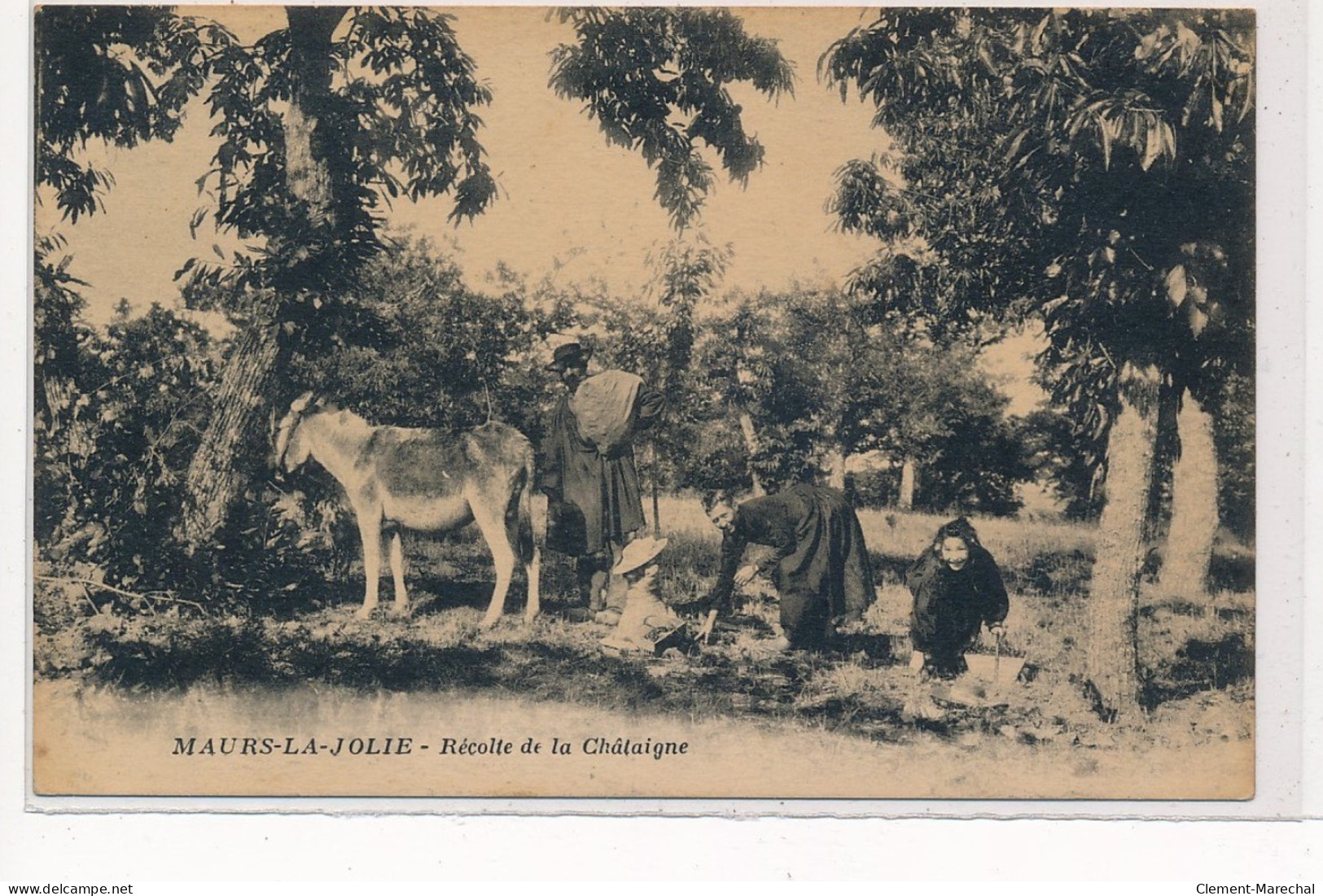 MAURS-la-JOLIE : Recolte De La Chataigne - Etat - Andere & Zonder Classificatie