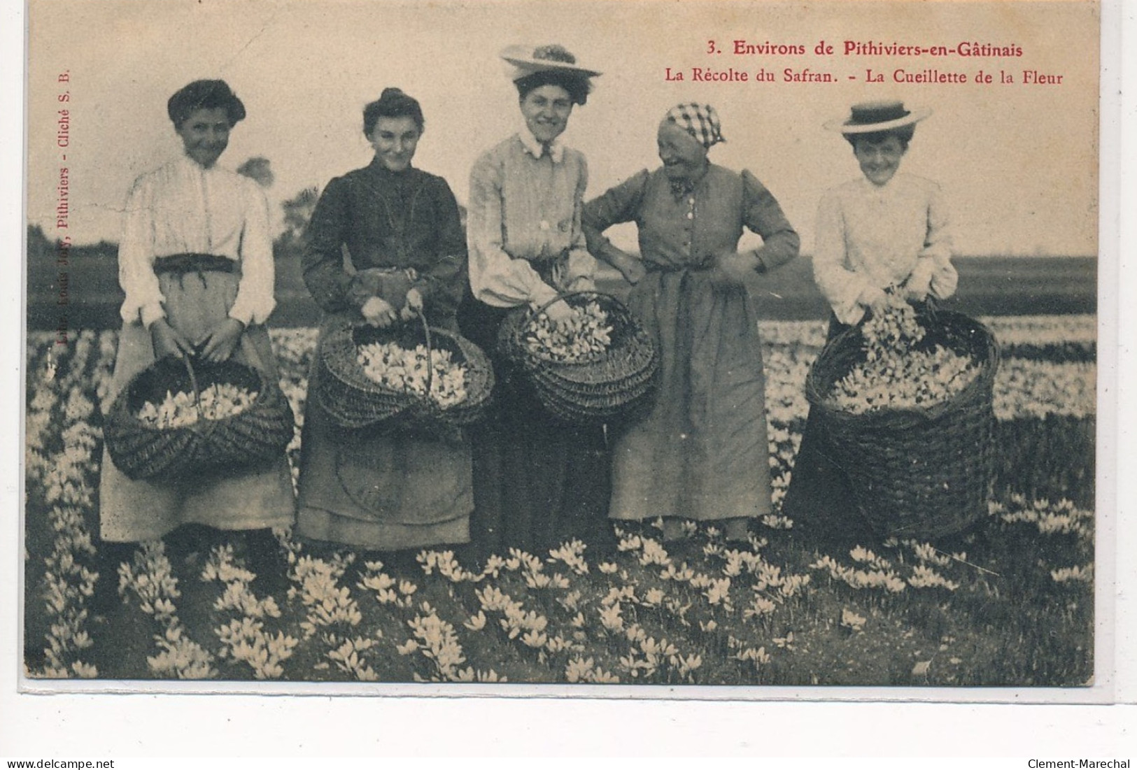 Environs PITHIVIERS-en-GATINAIS : La Recolte Du Safran, La Cueillette De La Fleur - Tres Bon Etat - Pithiviers