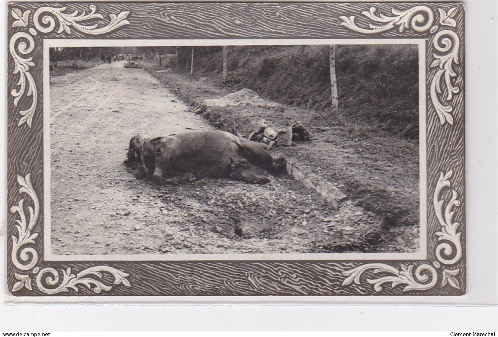 Route De Soissons : 1914/18 - Carte Photo Du Cheval Basoche Du 2ème Chasseurs D'Afrique Tué (obus -militaire - Guerre) - Soissons