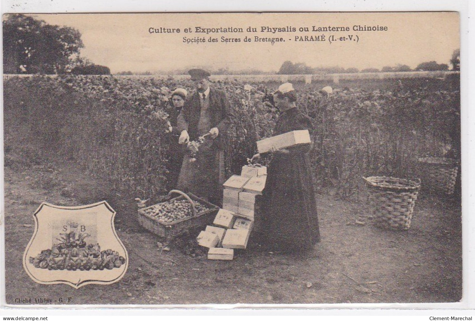 PARAME : Culture Et Exportation Du Physalis Ou Lanterne Chinoise - Société Des Serres De Bretagne (agriculture) - TBE - Parame